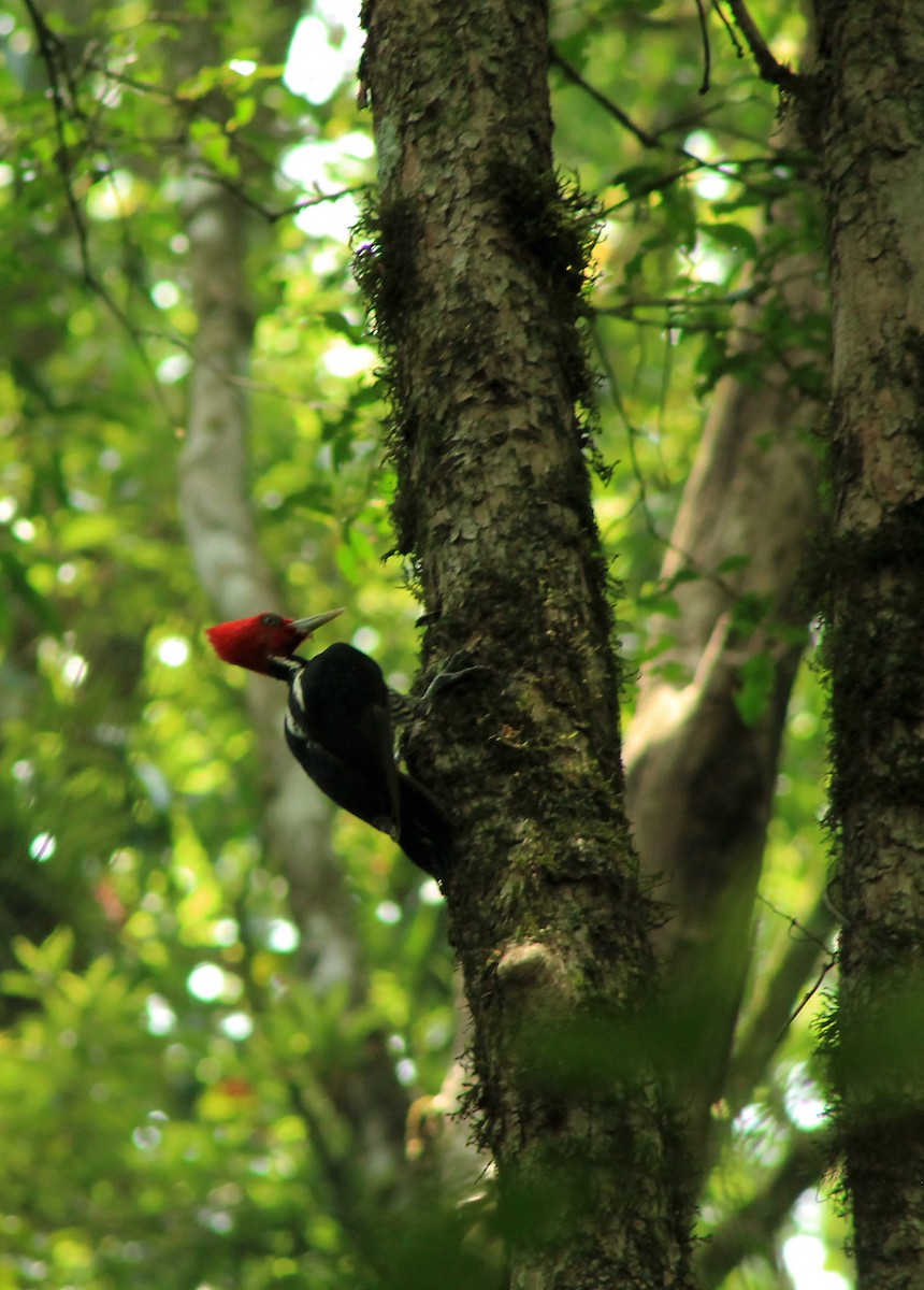 Pale-billed Woodpecker - Diana B. Raudales