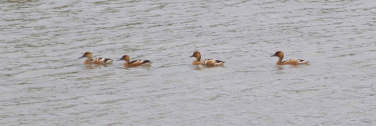 Fulvous Whistling-Duck - ML152915521