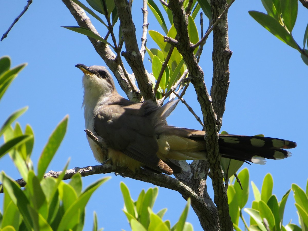 Mangrove Cuckoo - Stella Tea