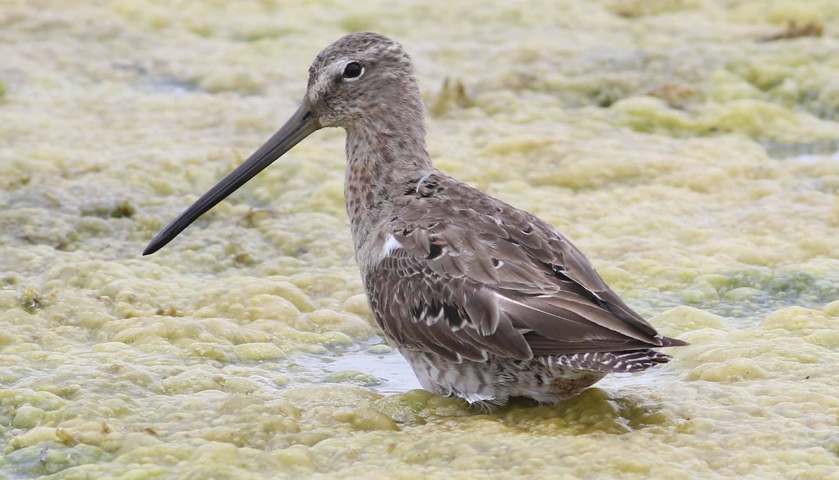 Long-billed Dowitcher - ML152916041