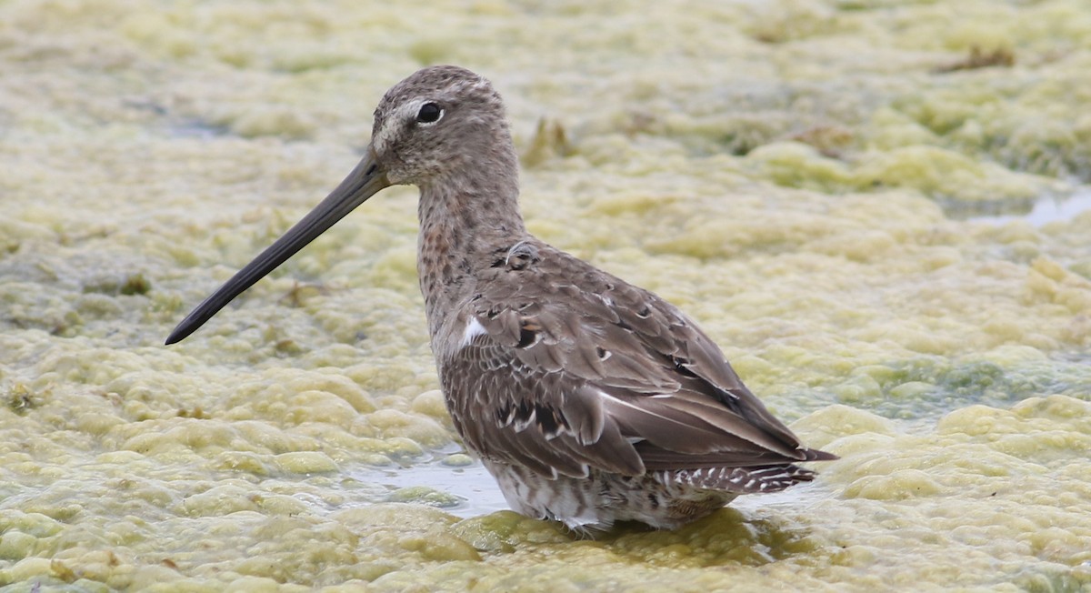 Long-billed Dowitcher - ML152916061