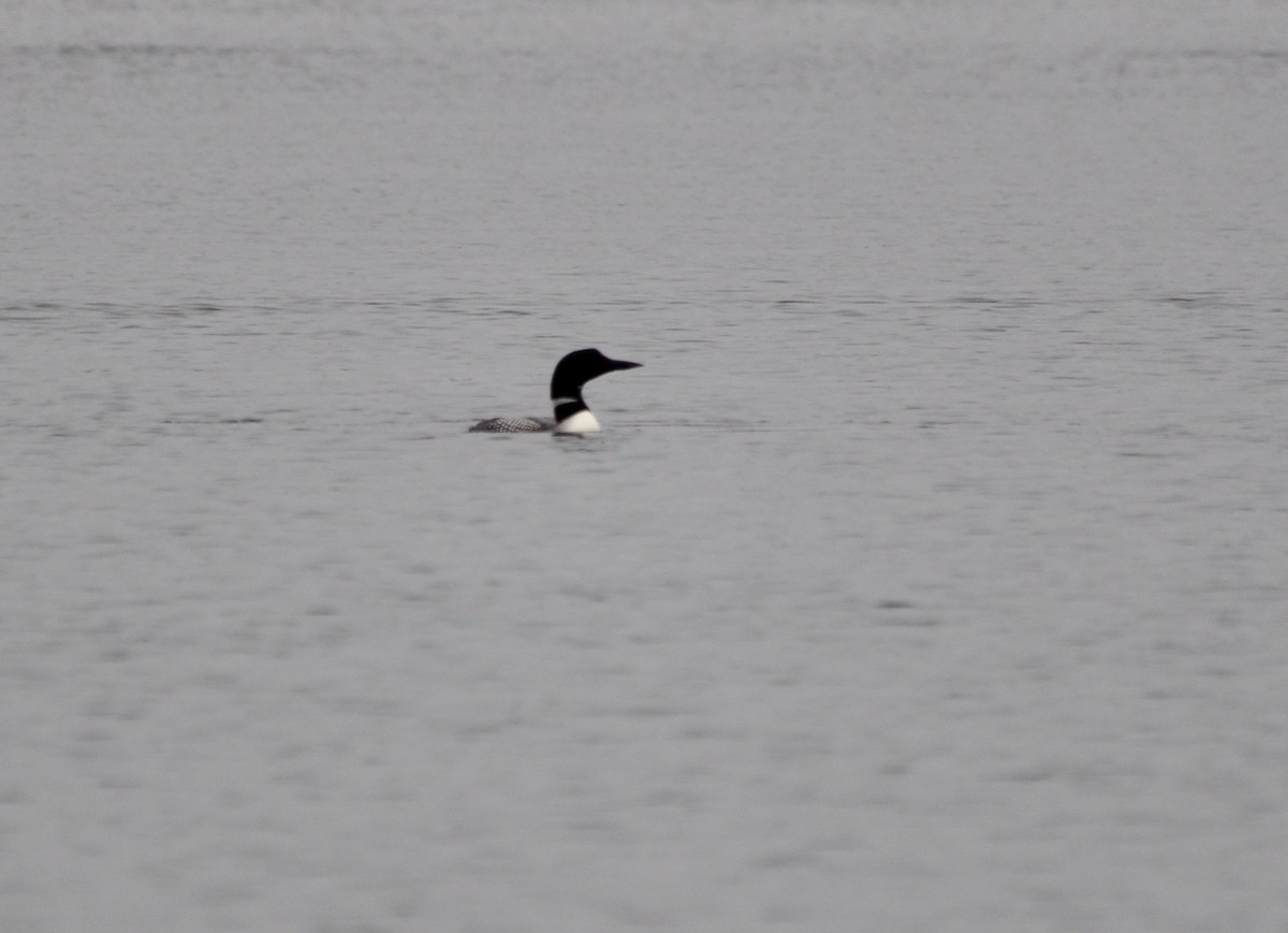 Common Loon - Frances Tackaberry