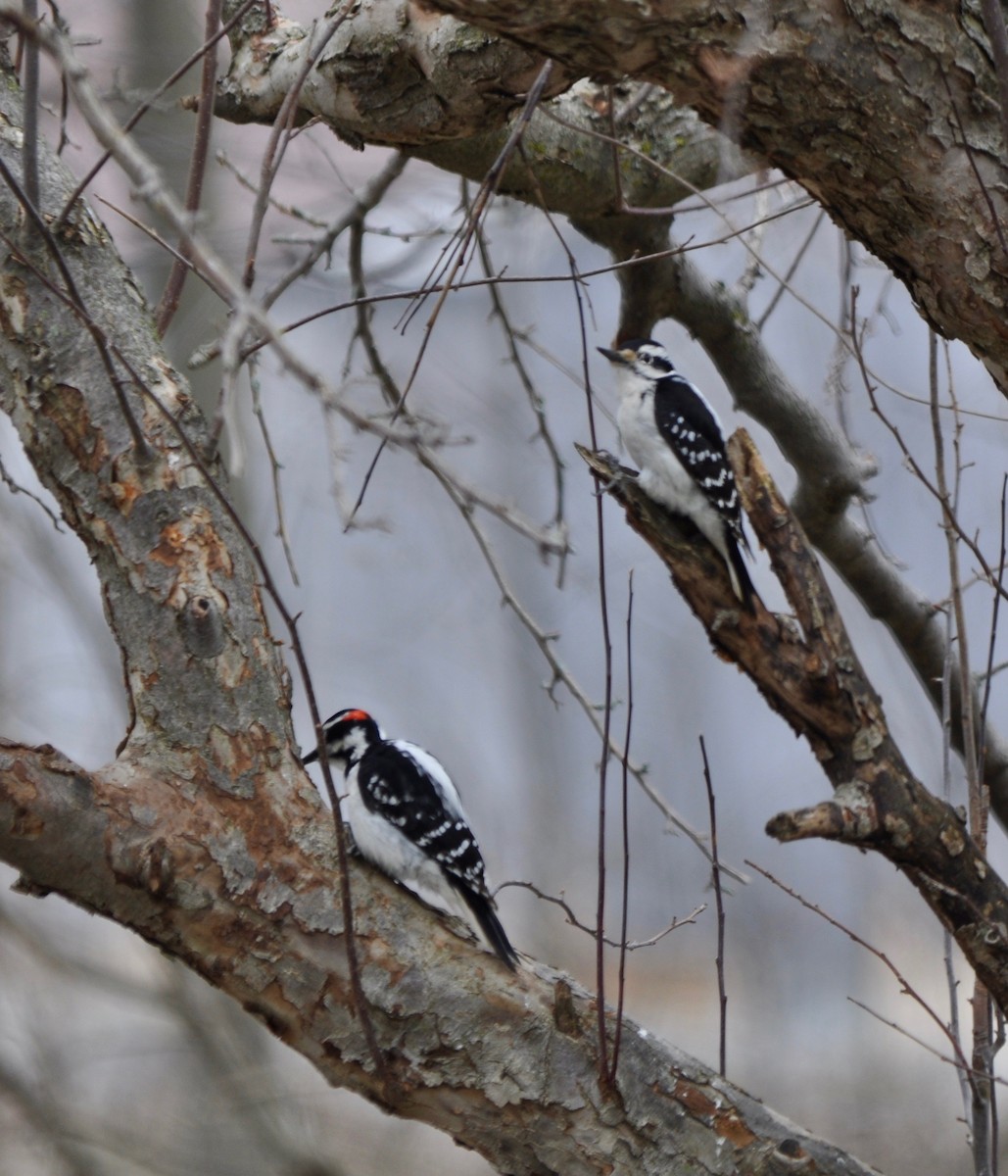 Hairy Woodpecker - Frances Tackaberry