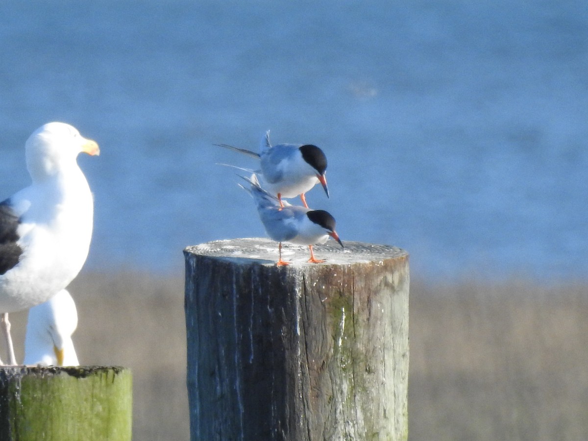 Forster's Tern - Laura Mae