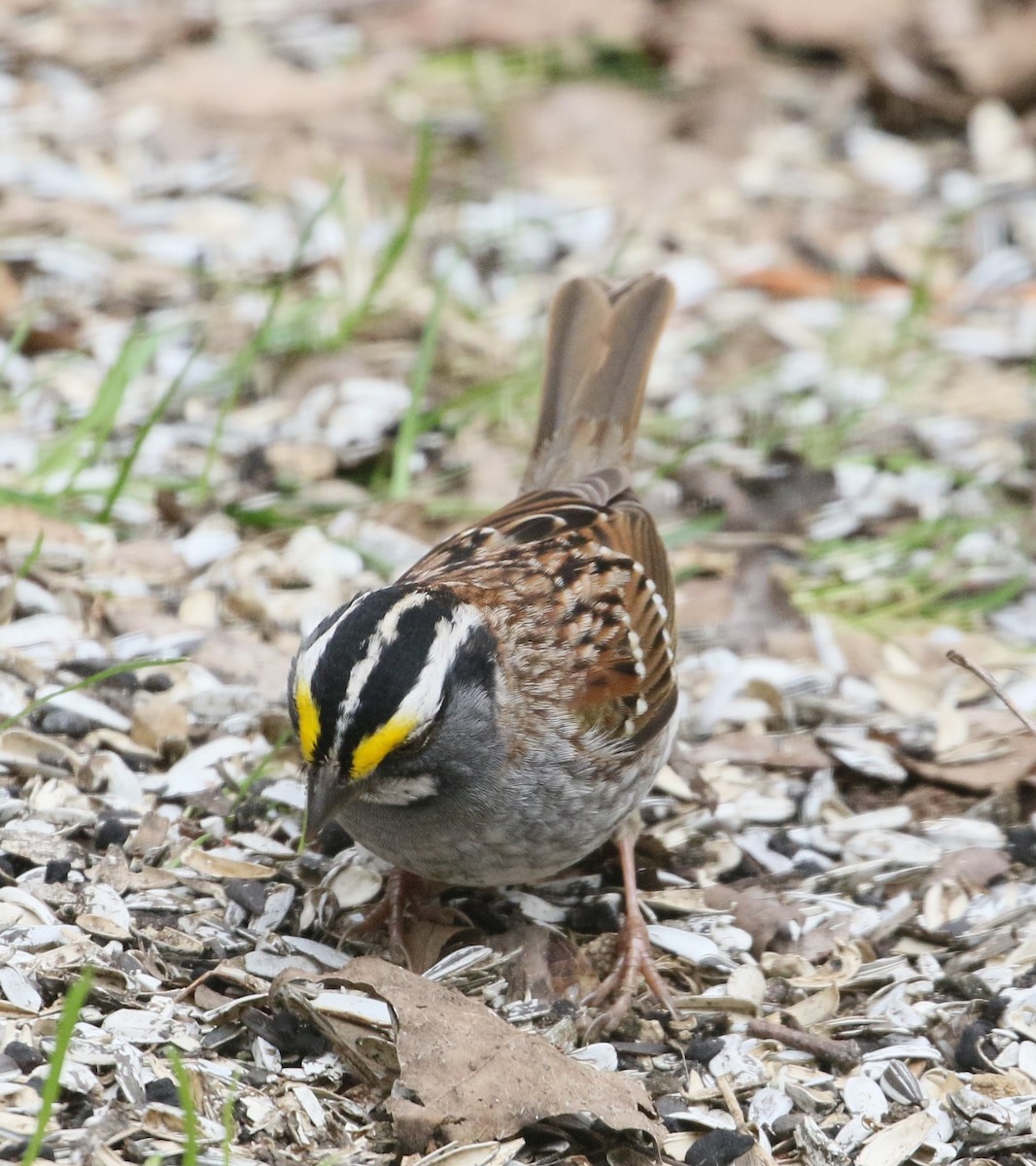 White-throated Sparrow - Bob  Crowley