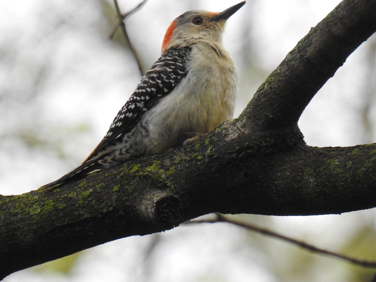 Red-bellied Woodpecker - James Holsinger