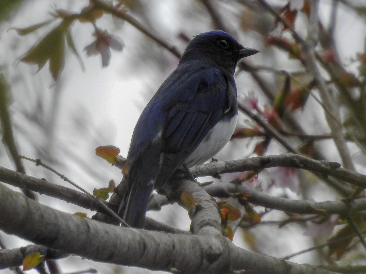 Blue-and-white Flycatcher - ML152917391