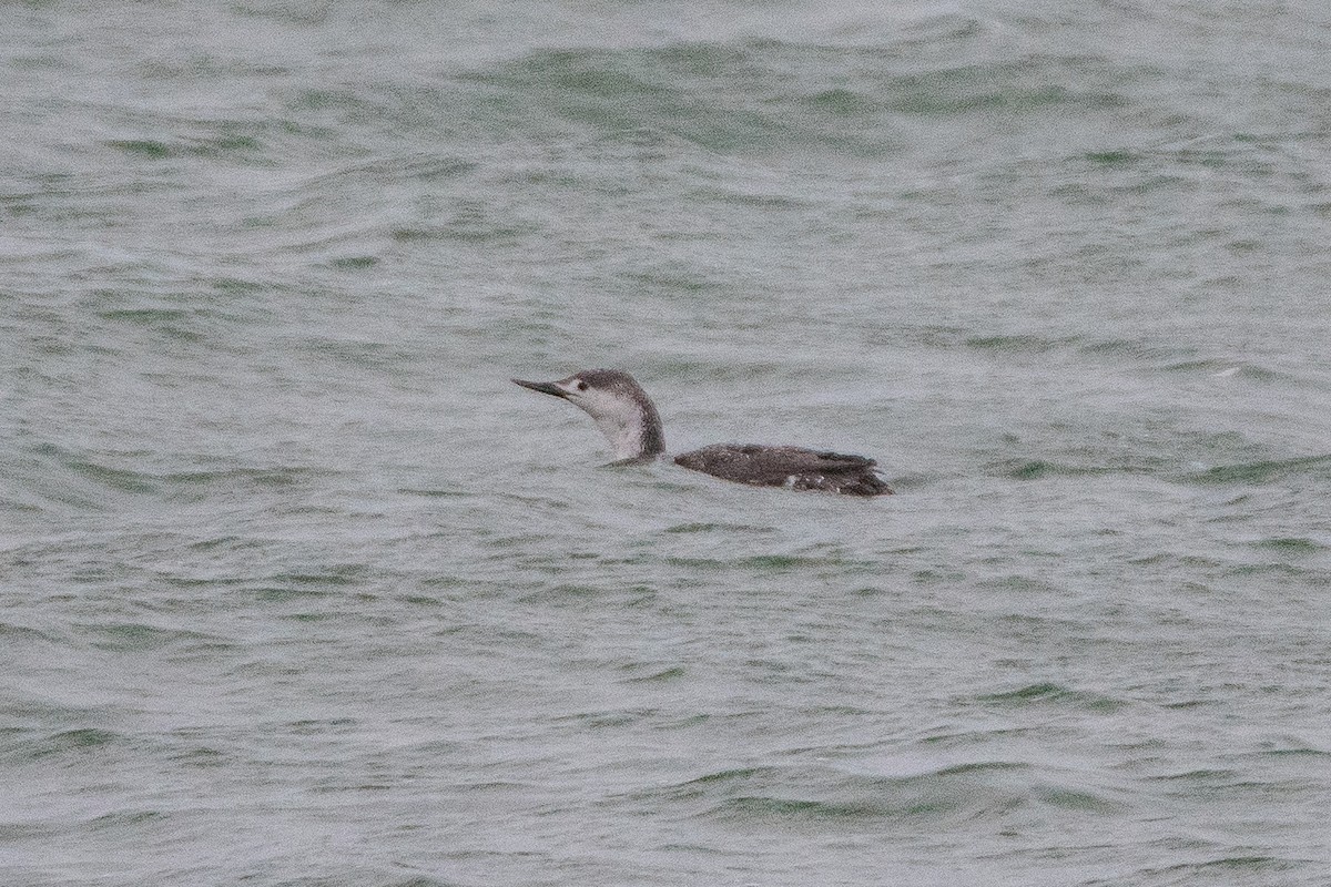 Red-throated Loon - ML152917621