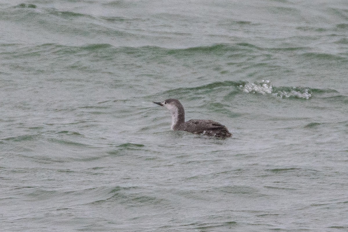 Red-throated Loon - ML152917641