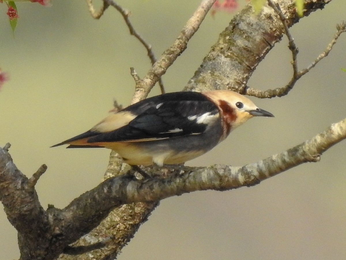 Chestnut-cheeked Starling - Anonymous