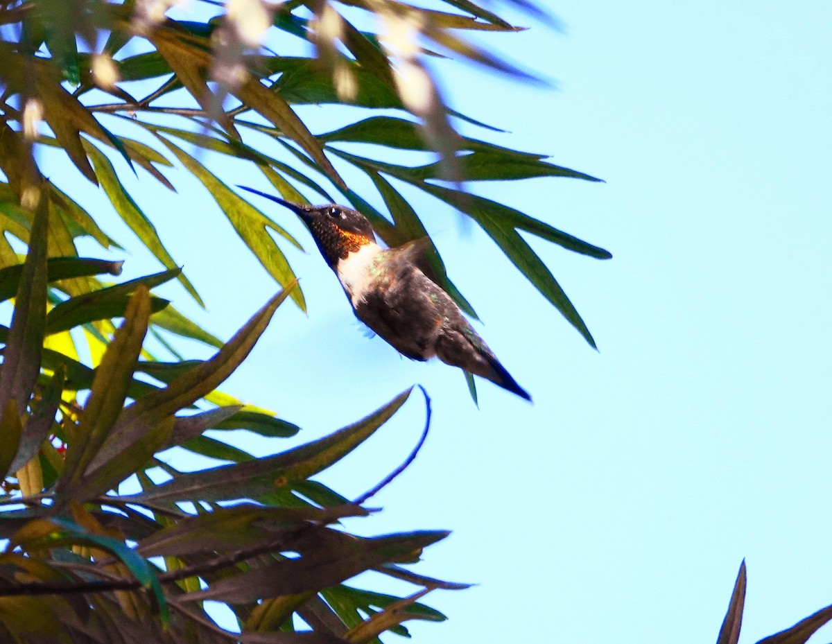Ruby-throated Hummingbird - Kathie Rosse