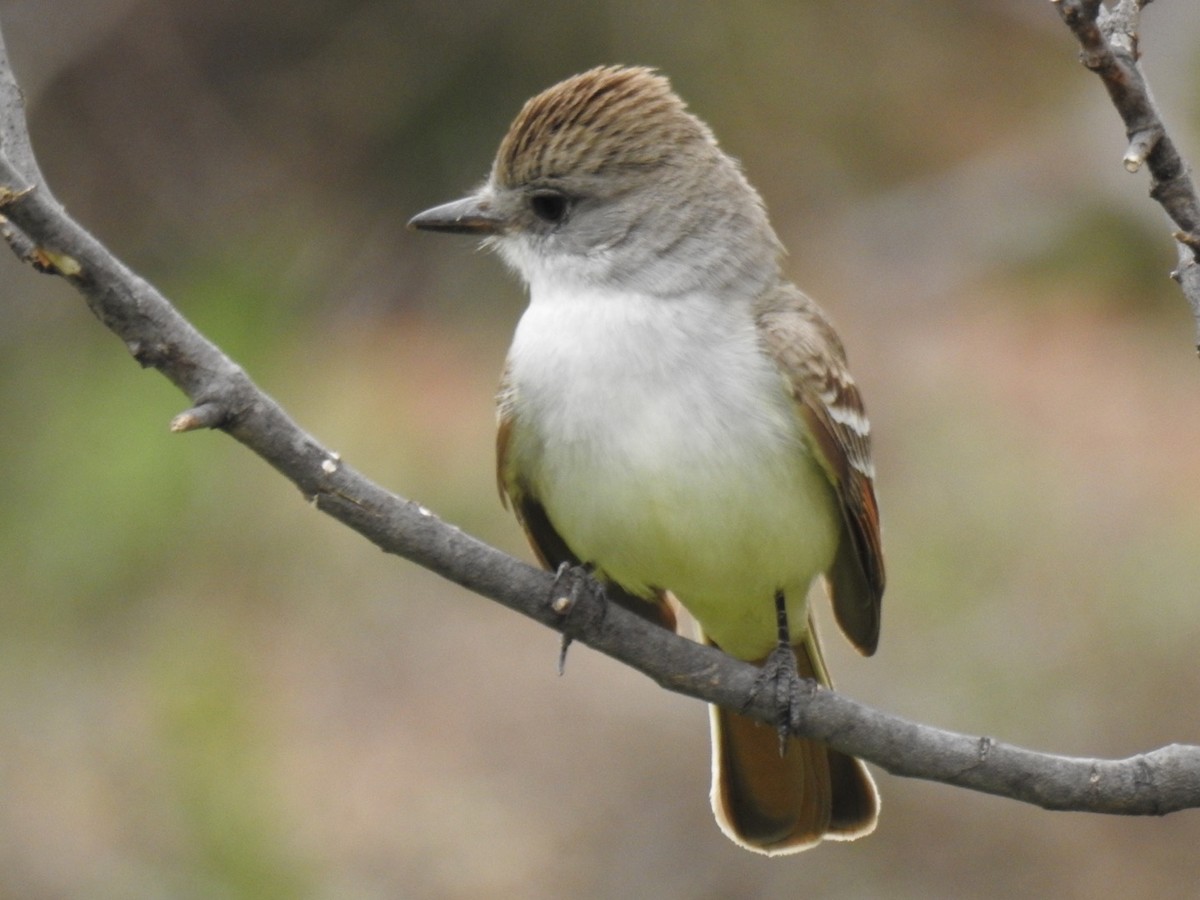 Ash-throated Flycatcher - Daron Patterson