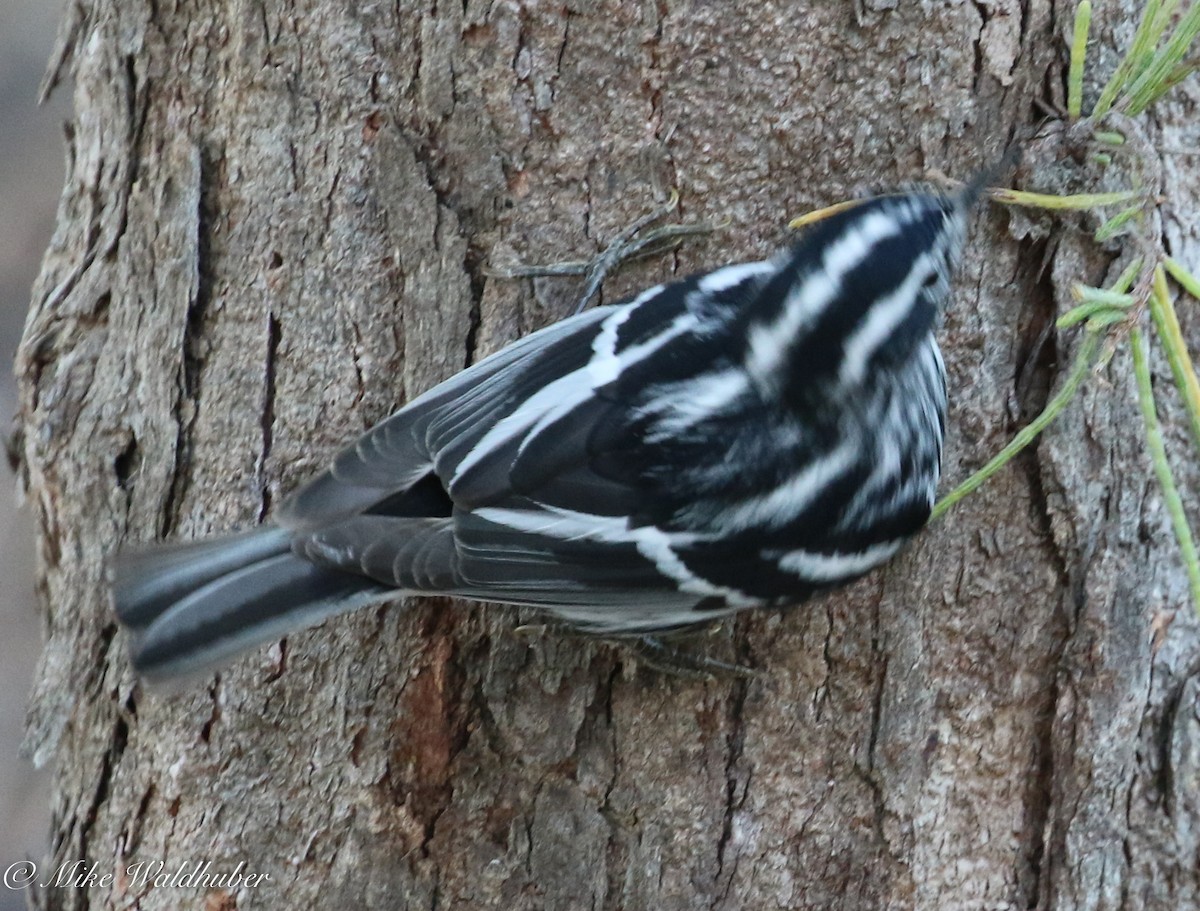 Black-and-white Warbler - ML152920061
