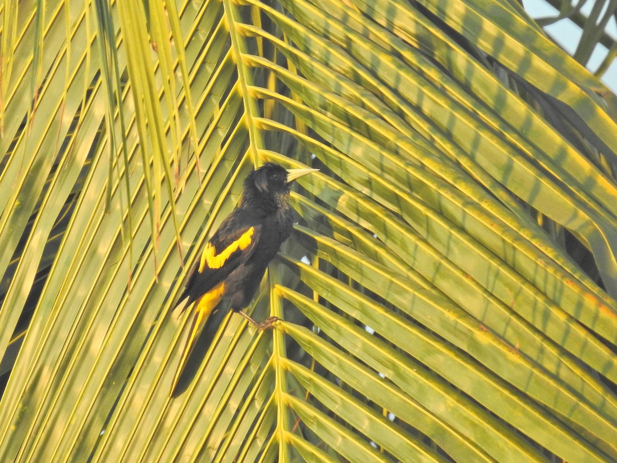Yellow-winged Cacique - ML152920431