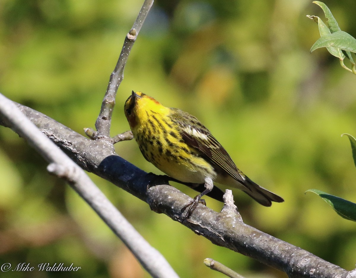 Cape May Warbler - Mike Waldhuber