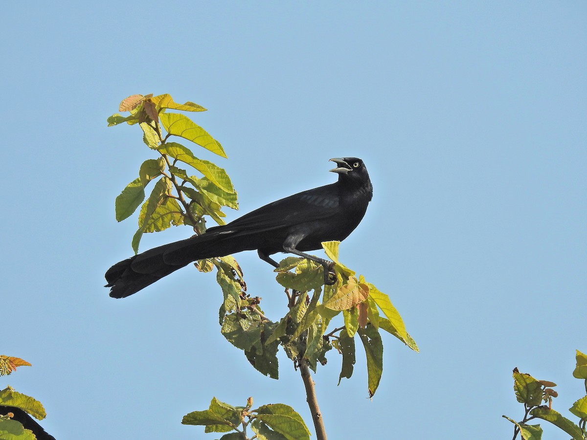 Great-tailed Grackle (Western) - ML152920591