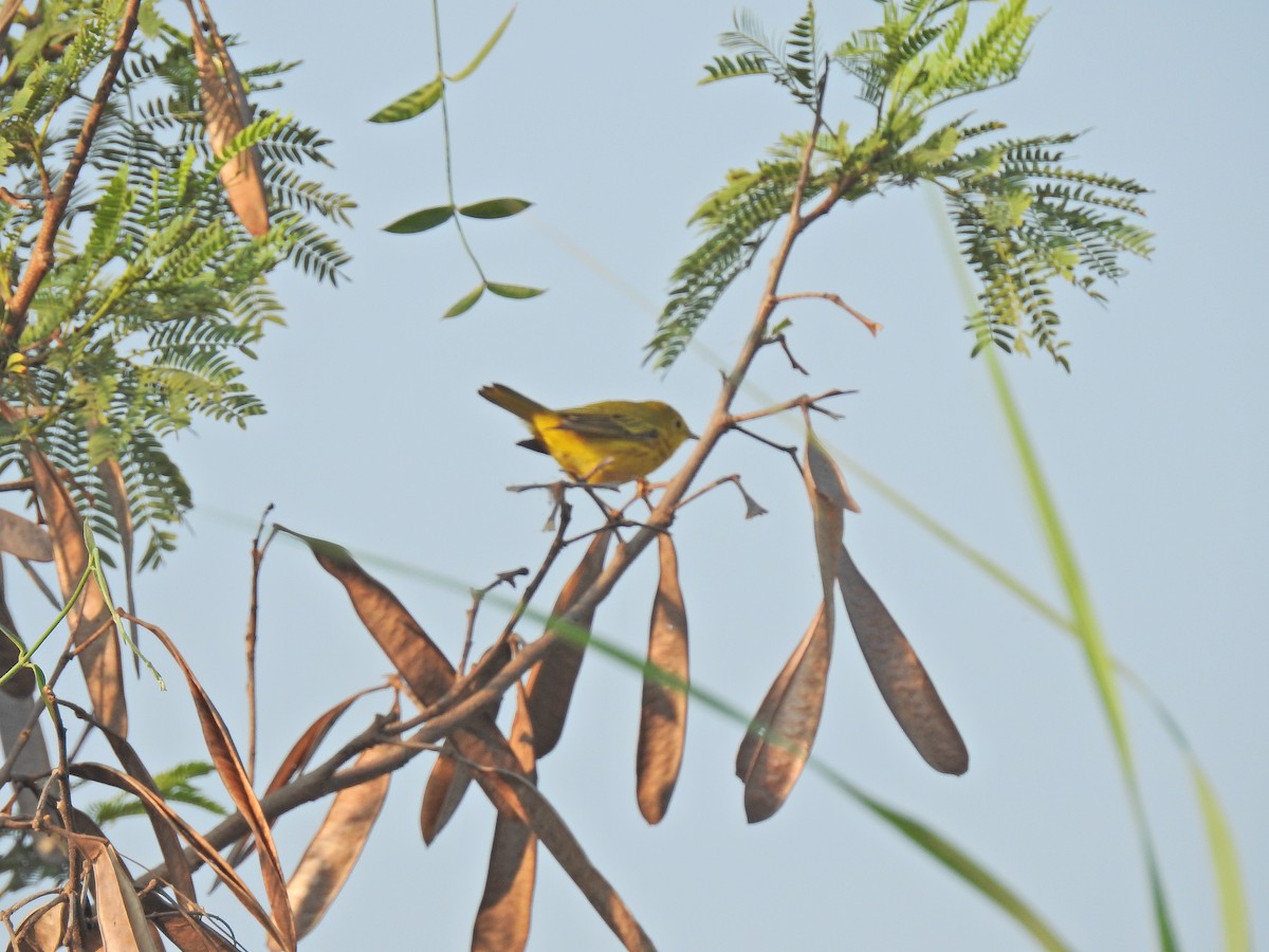 Yellow Warbler (Northern) - ML152920721