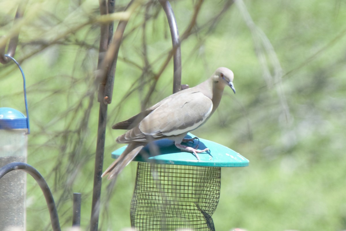 White-winged Dove - ML152921111