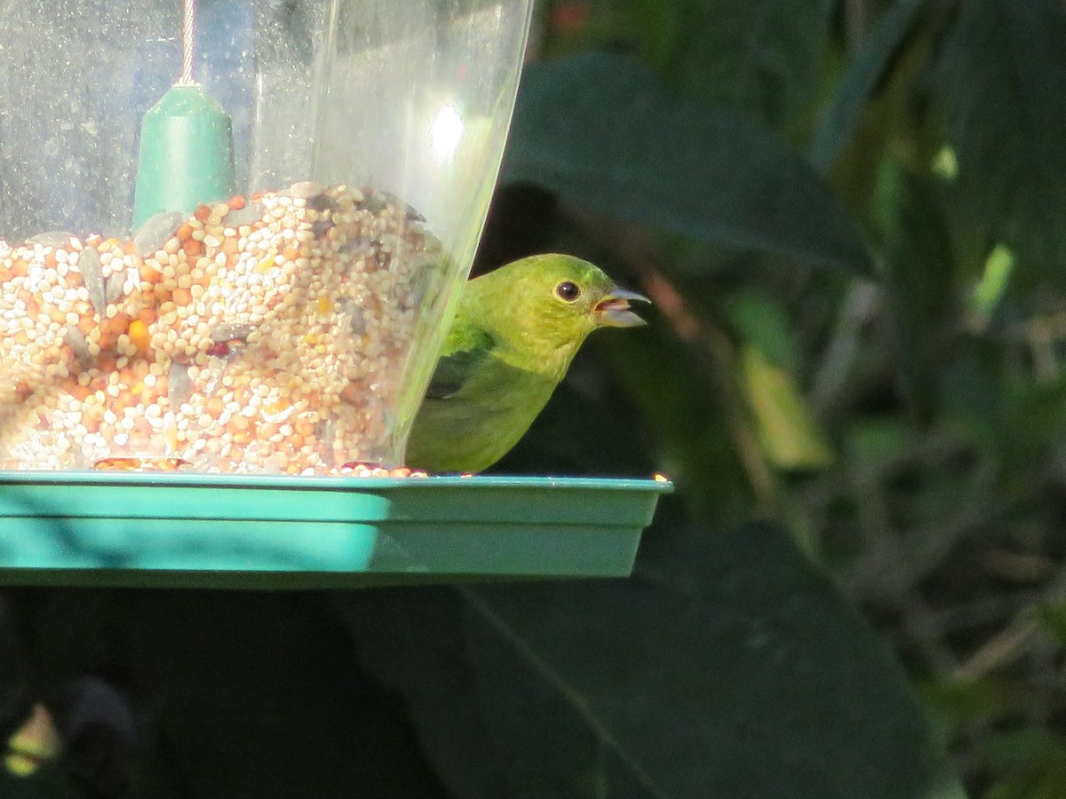 Painted Bunting - ML152921471