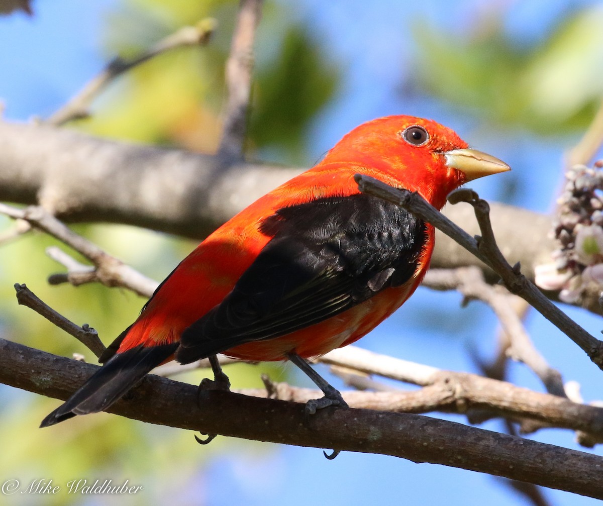 Scarlet Tanager - ML152921541