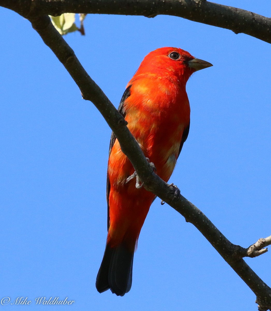 Scarlet Tanager - ML152921561