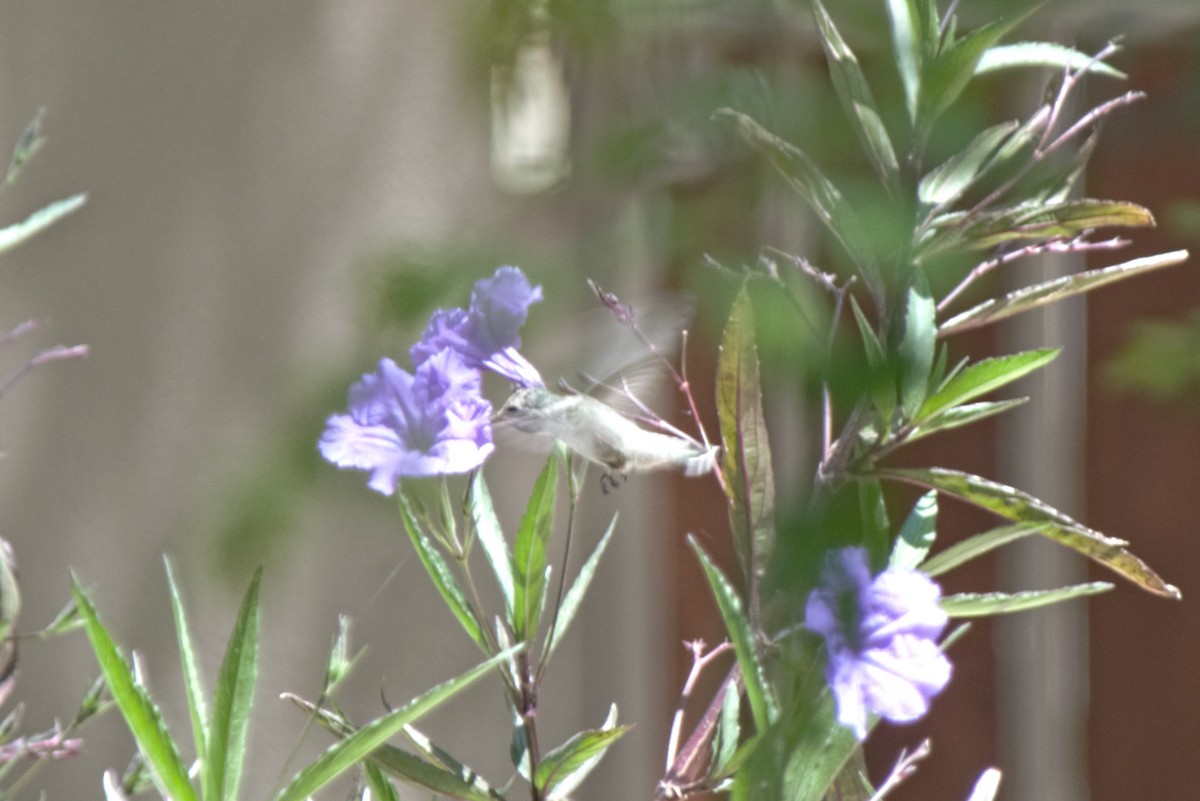 Anna's Hummingbird - ML152921671
