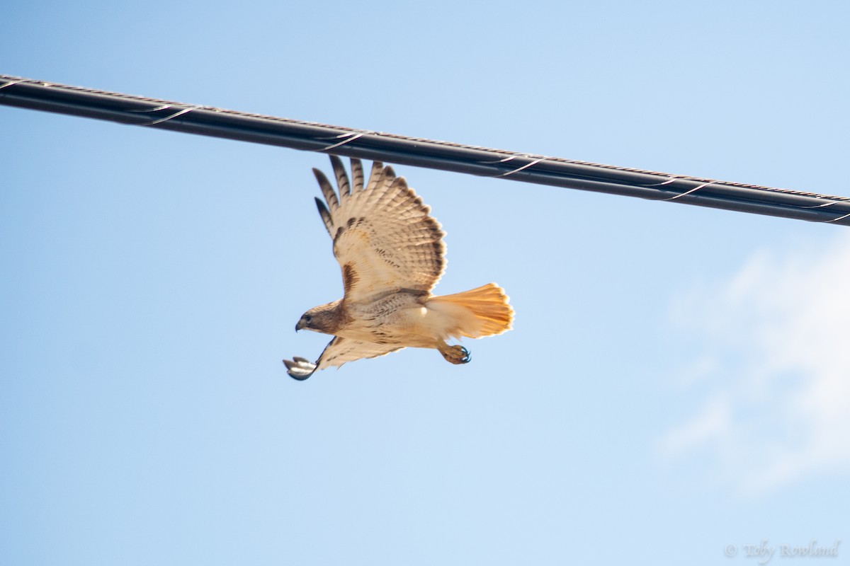 Red-tailed Hawk - ML152923961