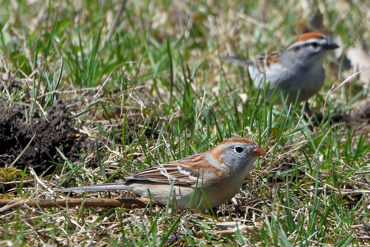Field Sparrow - Richard Guillet