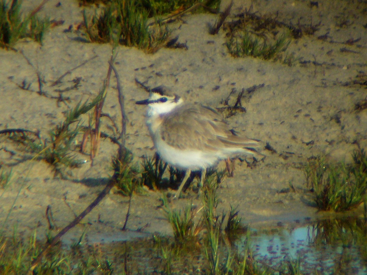 White-fronted Plover - ML152924481