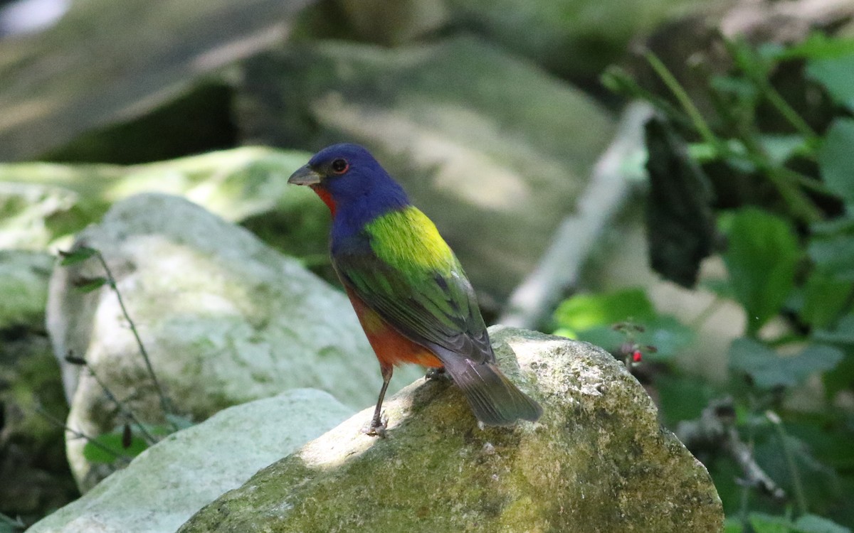 Painted Bunting - Jason Rieger