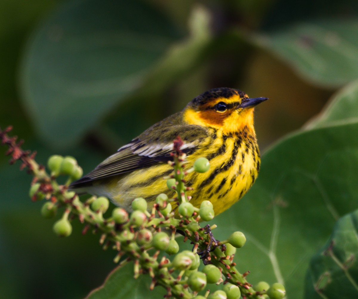 Cape May Warbler - ML152924991