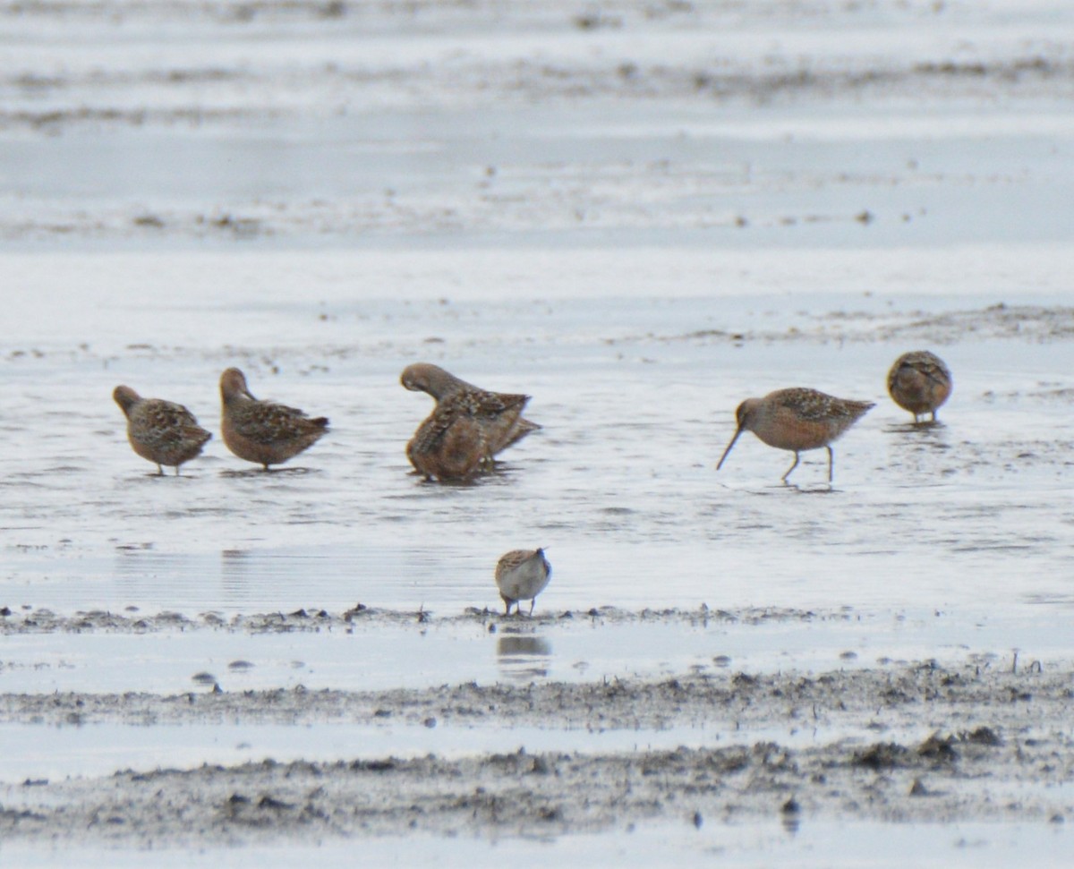 Long-billed Dowitcher - ML152925051