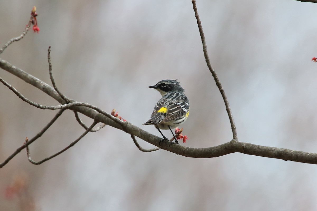 Yellow-rumped Warbler - Lori Charron