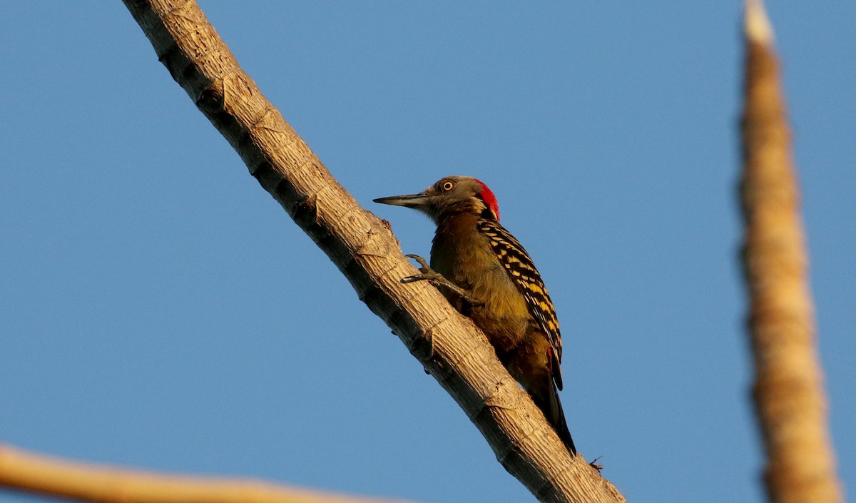 Hispaniolan Woodpecker - ML152926151