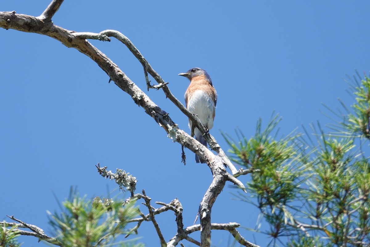 Eastern Bluebird - deborah grimes