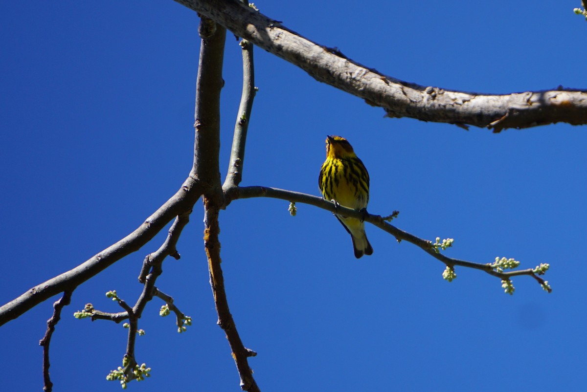 Cape May Warbler - Mark Songer