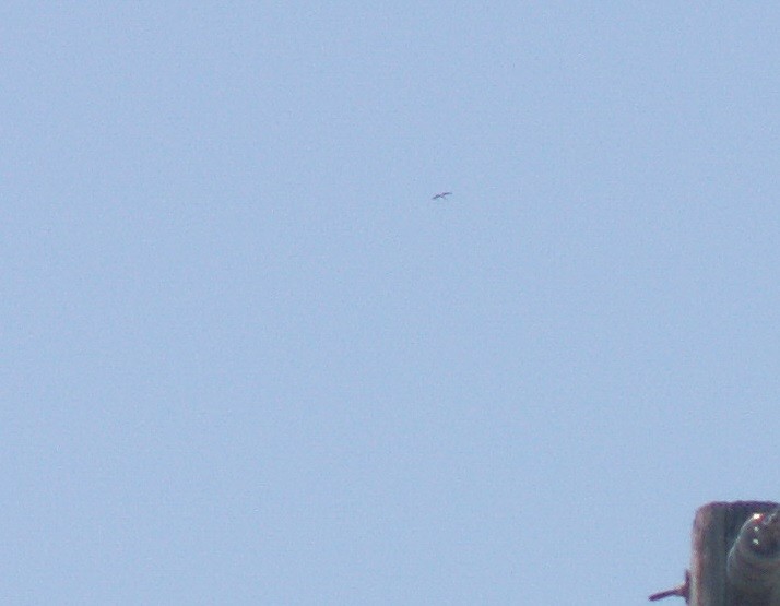 Swallow-tailed Kite - ML152927741