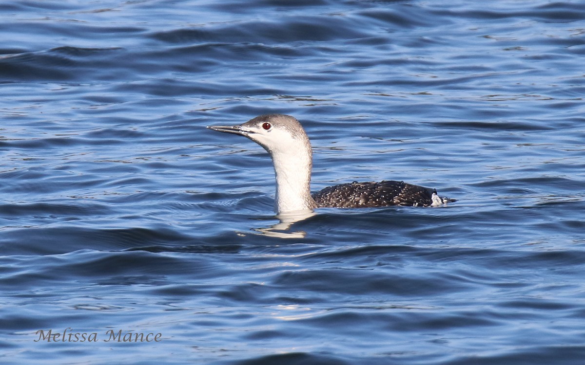 Red-throated Loon - Melissa Mance-Coniglio
