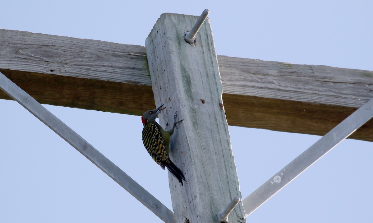 Hispaniolan Woodpecker - ML152928261