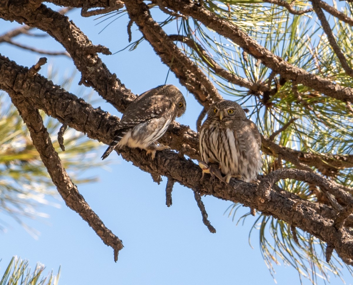 Northern Pygmy-Owl - Fred Forssell