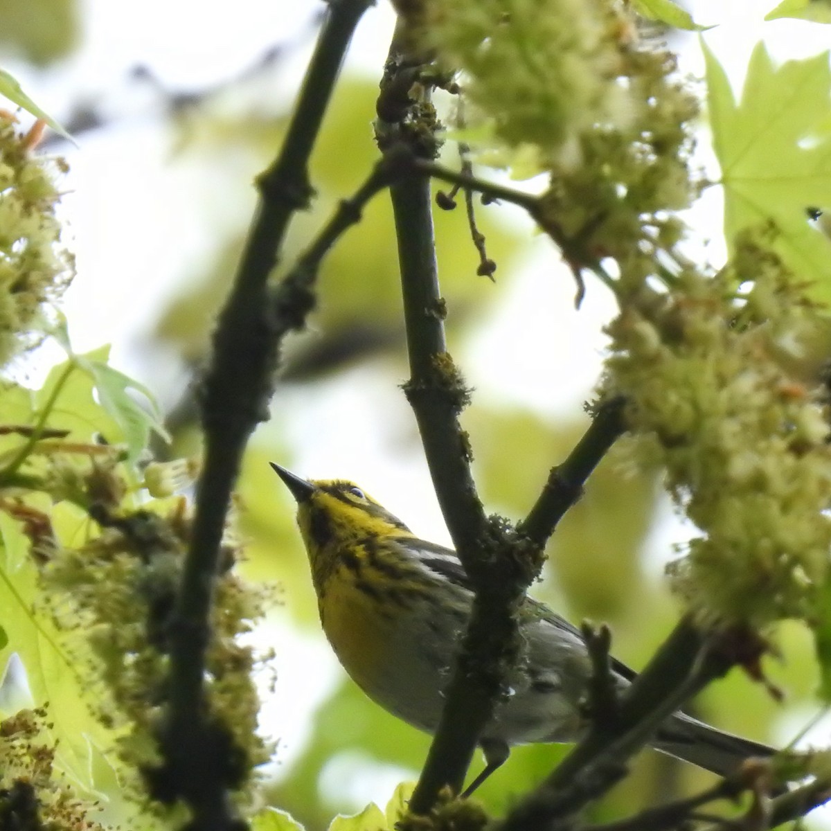 Townsend's Warbler - James Blackwell