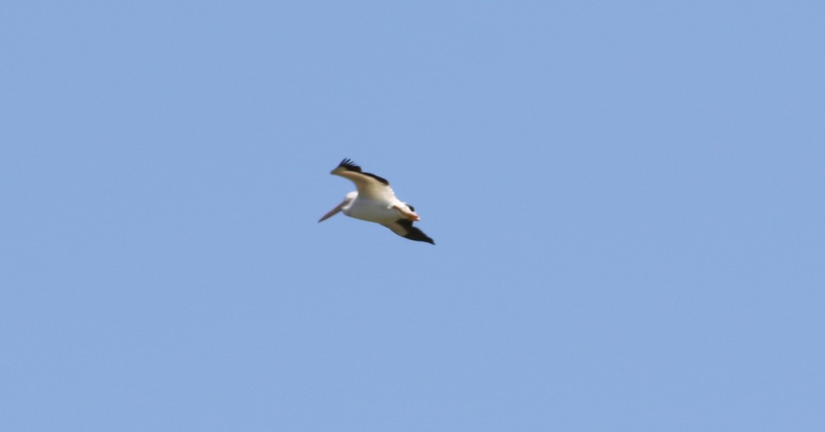 American White Pelican - ML152928951