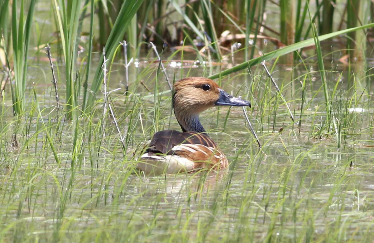 Fulvous Whistling-Duck - Jason Rieger