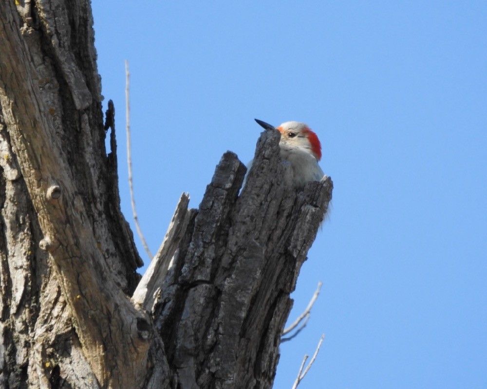 Red-bellied Woodpecker - Bruce Moorman