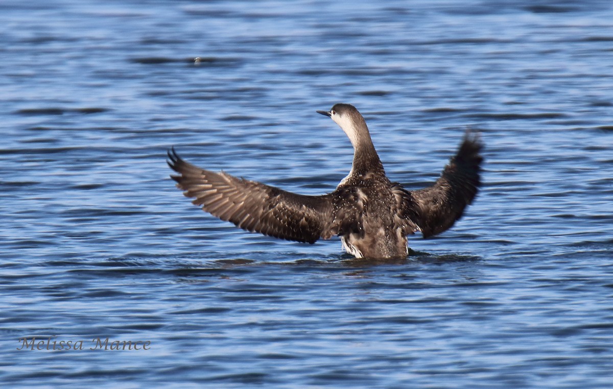 Red-throated Loon - ML152929511