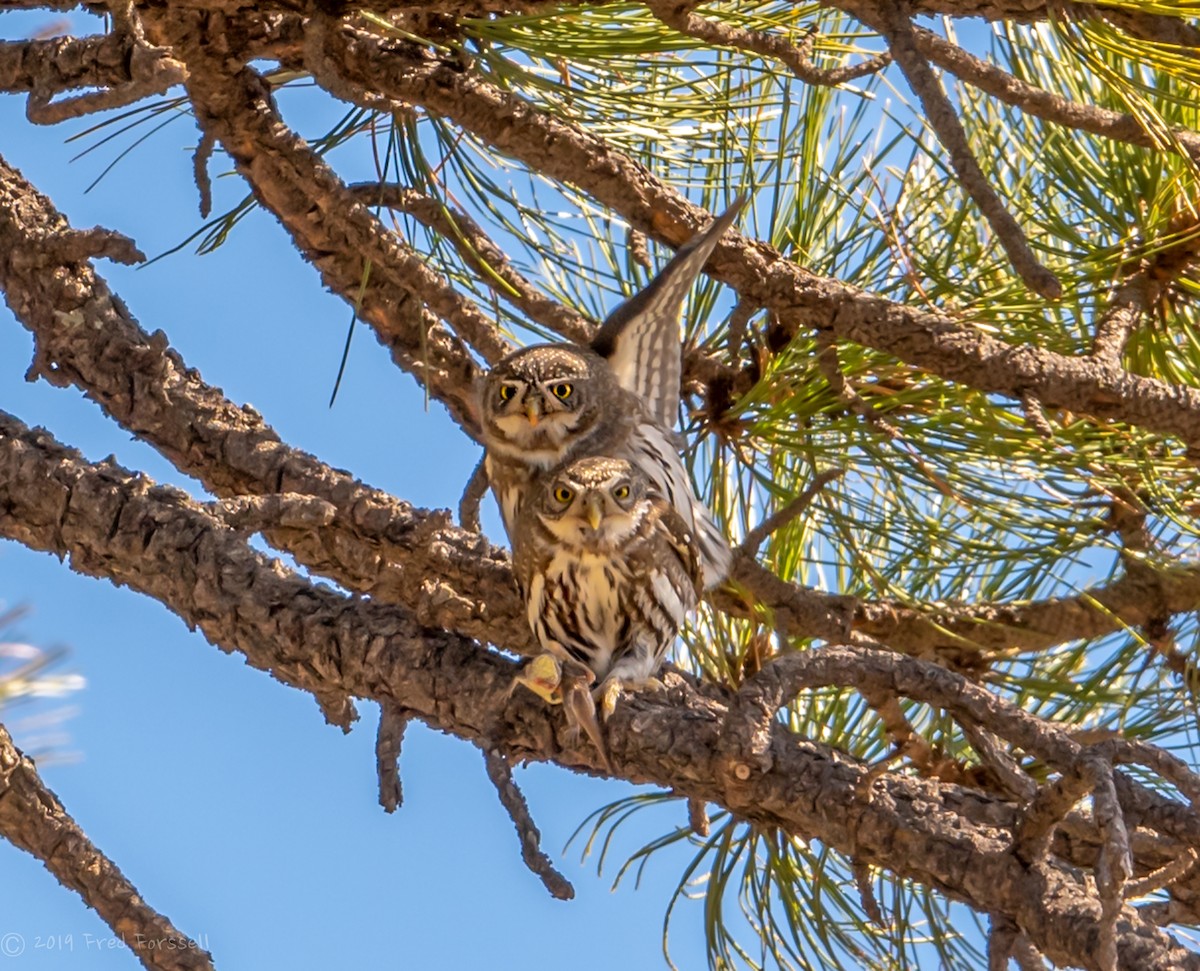 Northern Pygmy-Owl - Fred Forssell