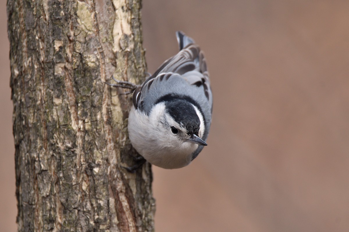 White-breasted Nuthatch (Eastern) - terence zahner