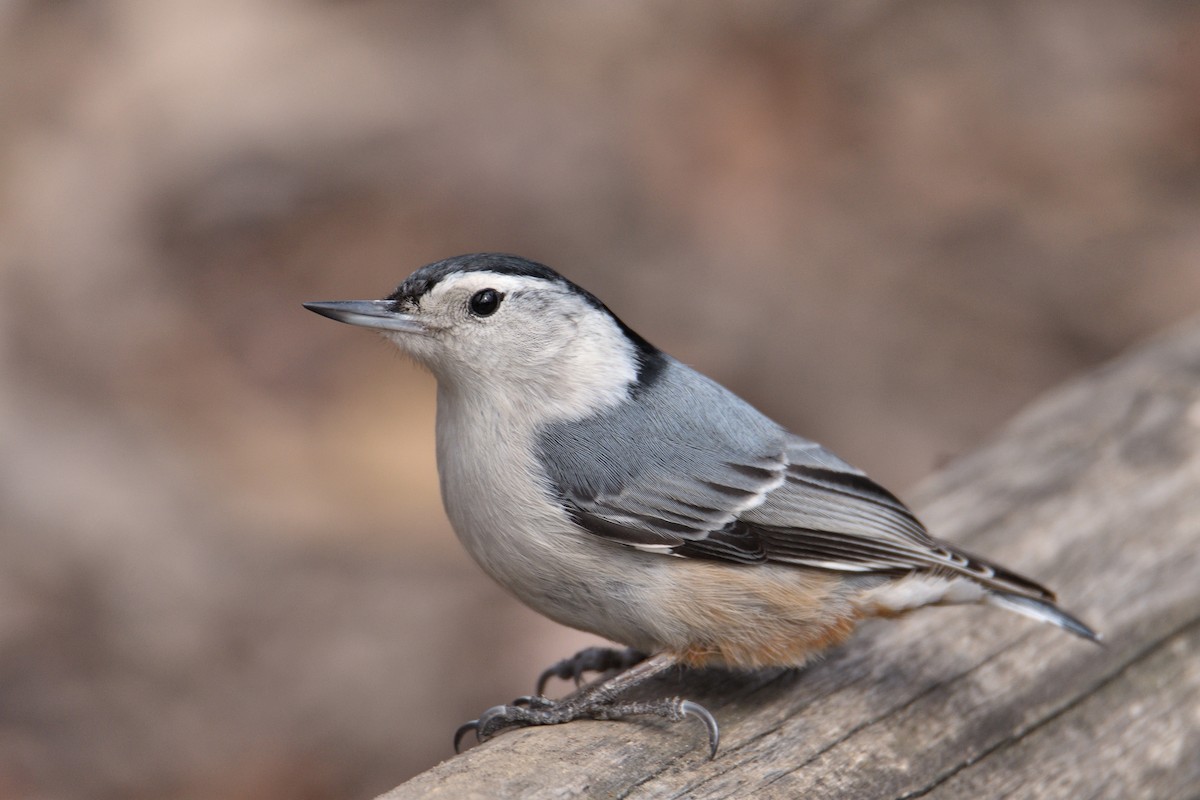 White-breasted Nuthatch (Eastern) - terence zahner