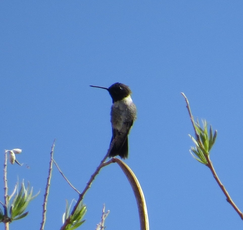 Black-chinned Hummingbird - Brittany O'Connor