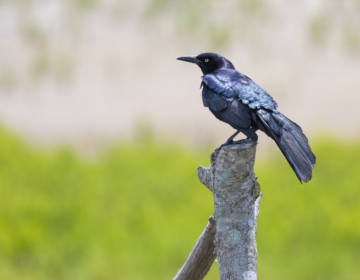 Great-tailed Grackle - ML152930791